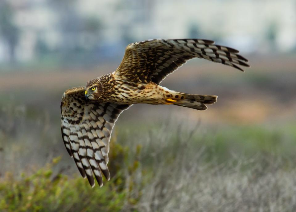 The Northern harrier, a common raptor in Rhode Island, frequents open fields and marshland, where it flies "low and slow" to hunt small rodents.