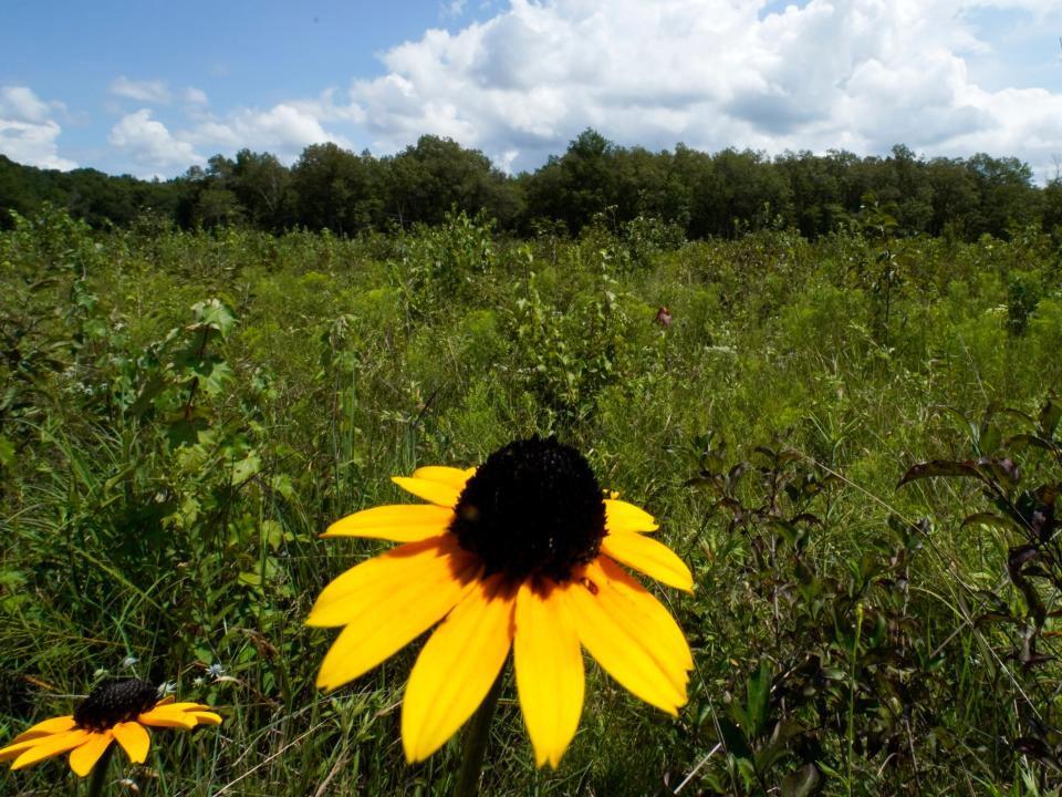 A black-eyed Susan flower grows among a variety of plants in an open grassland area at the May Prairie State Natural Area on Aug. 20, 2020, in Manchester, Tennessee. Across much of the South, at least 90% of the native grasslands have been lost  (AP Photo/Mark Humphrey)