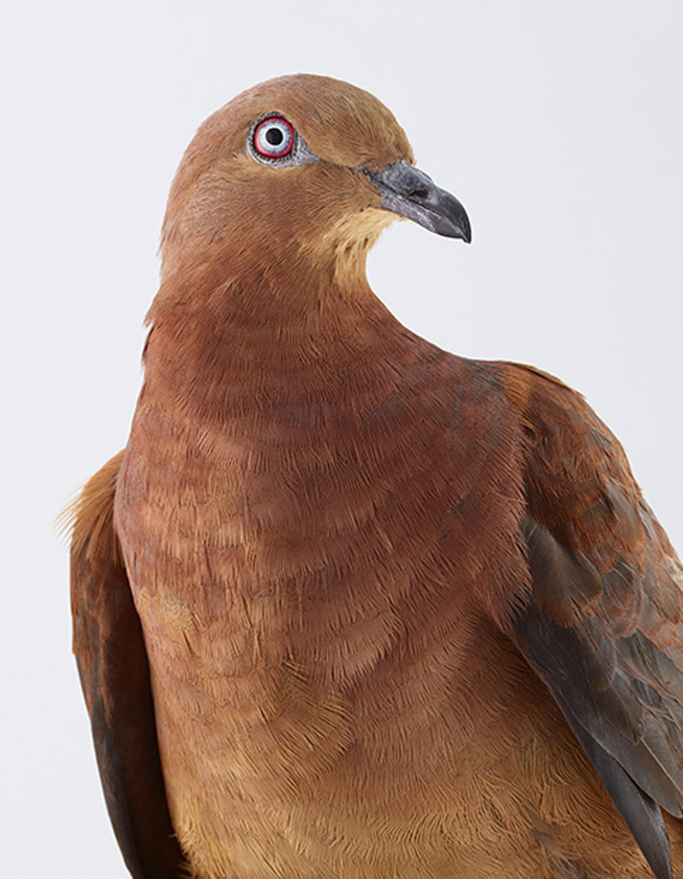 Brown cuckoo dove