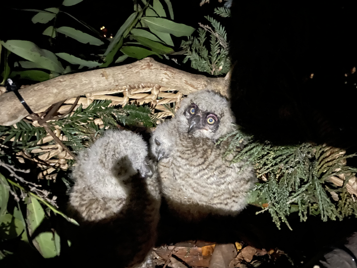 The set of three owlets placed in the new nest.