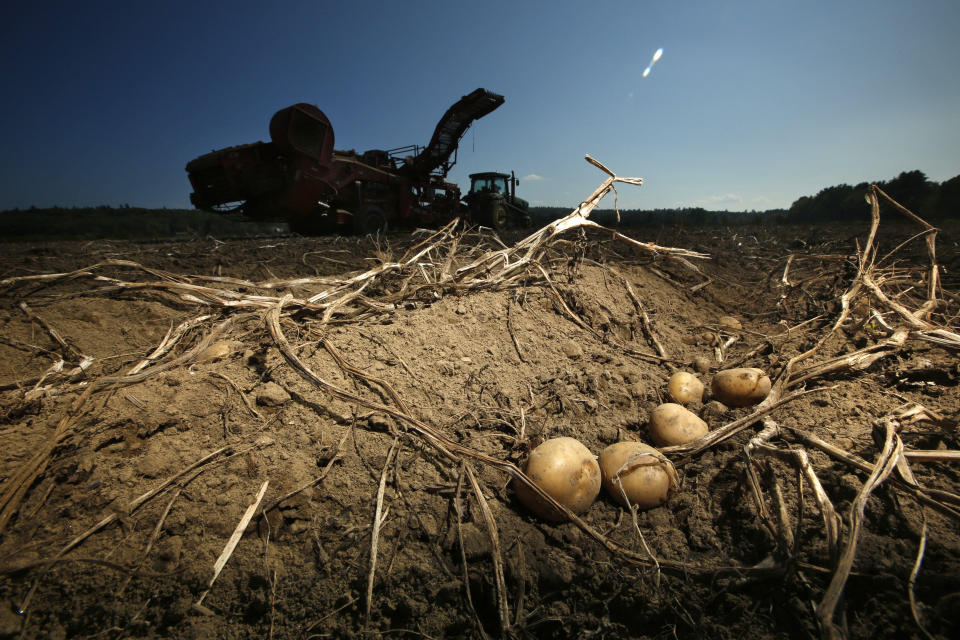 FILE — Potatoes await harvesting at Green Thumb Farms, Sept. 27, 2017, in Fryeburg, Maine. Maine is shipping potatoes all the way to the West Coast over the winter of 2021-2022, thanks to a banner harvest in Maine and a drought for growers in the West. (AP Photo/Robert F. Bukaty, File)