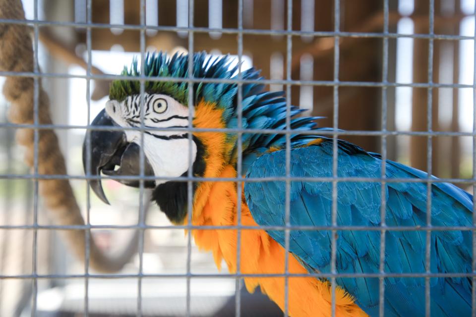 Tequila, a 30-year-old blue and gold macaw, is one of the few parrots at the South Texas Botanical Gardens & Nature Center.