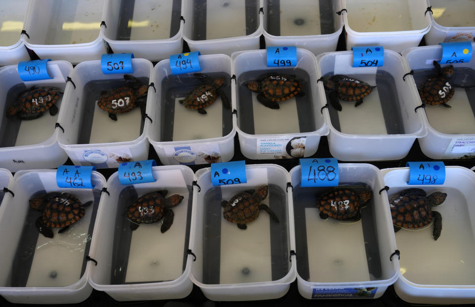 Turtle hatchlings at the Turtle Conservation Centre at the Two Oceans Aquarium in Cape Town, South Africa, Tuesday, April 23, 2024. The aquarium is stretched beyond capacity after more than 500 baby sea turtles were washed onto beaches by a rare and powerful storm and rescued by members of the public. (AP Photo/Nardus Engelbrecht)