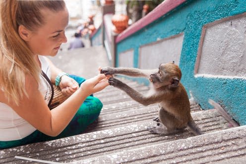   <span class="attribution"><a class="link " href="https://www.shutterstock.com/image-photo/tourist-feeds-monkey-hungry-1071610928?src=J0StBu5DRNr3E313PewXOA-1-38" rel="nofollow noopener" target="_blank" data-ylk="slk:Roma Likhvan/Shutterstock;elm:context_link;itc:0;sec:content-canvas">Roma Likhvan/Shutterstock</a></span>