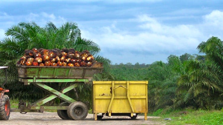 <span class="caption">Palm oil crops in Borneo.</span> <span class="attribution"><a class="link " href="https://www.flickr.com/photos/rainforestactionnetwork/6502201713/sizes/l" rel="nofollow noopener" target="_blank" data-ylk="slk:Rainforest Action Network/Flickr.;elm:context_link;itc:0;sec:content-canvas">Rainforest Action Network/Flickr.</a>, <a class="link " href="http://creativecommons.org/licenses/by-nc/4.0/" rel="nofollow noopener" target="_blank" data-ylk="slk:CC BY-NC;elm:context_link;itc:0;sec:content-canvas">CC BY-NC</a></span>