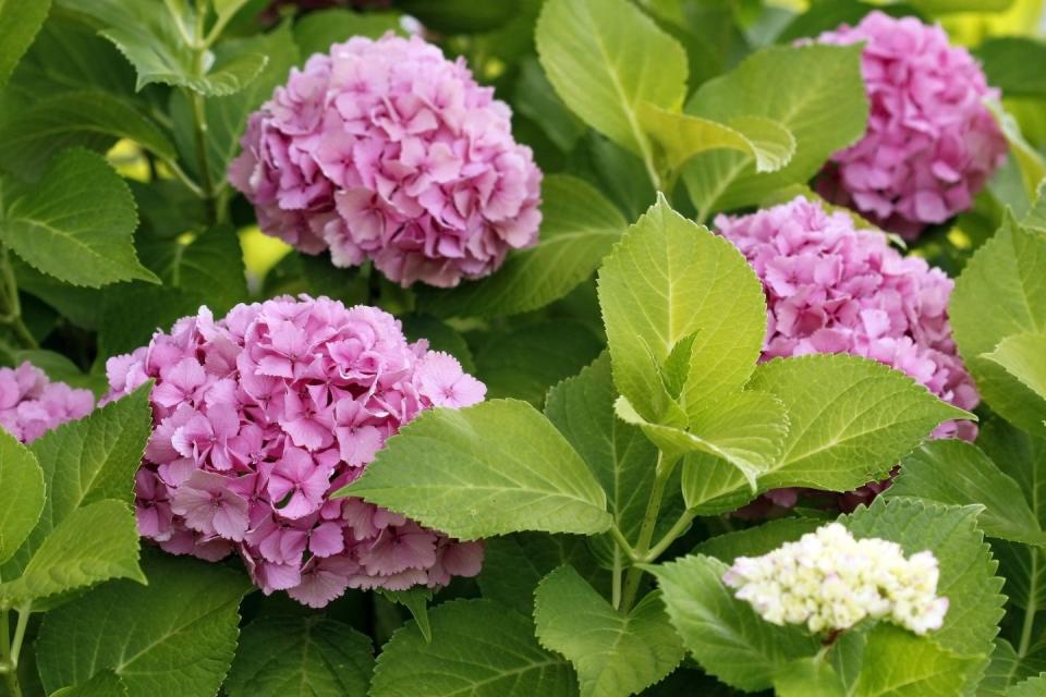 patio plants, close up of a pink hydrangea plant outdoors