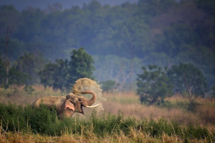 Les photos les plus drôles d’animaux