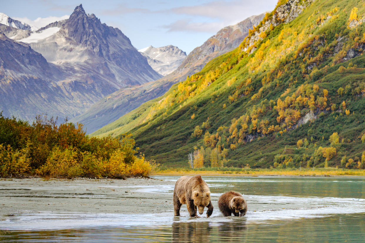 Alaska scenery with bears is best destination.