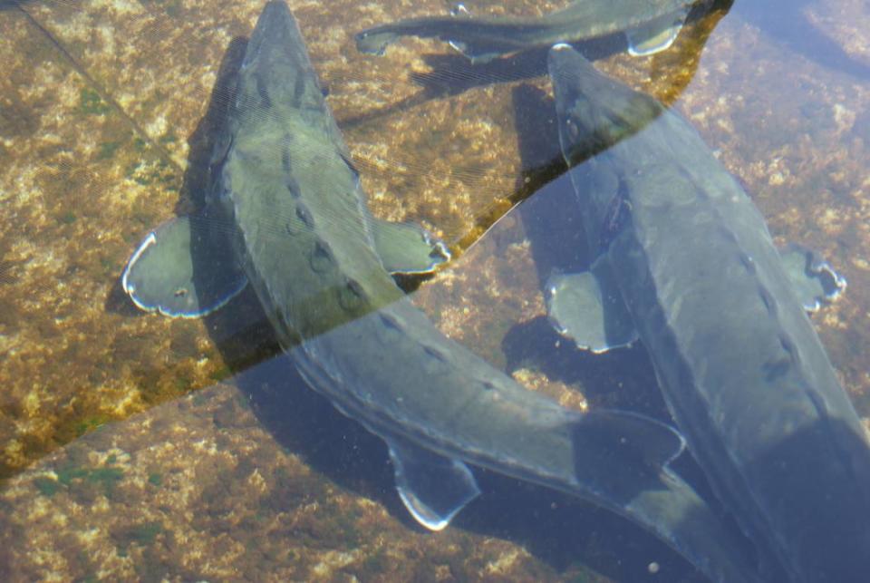 Green sturgeon swim in a tank at the CABA Facility in UC Davis. CABA announced on Aug. 11, 2022 that a study on the effects of environmental factors on fish including green sturgeon had been in progress at the time of an incident that killed 21,000 fish.