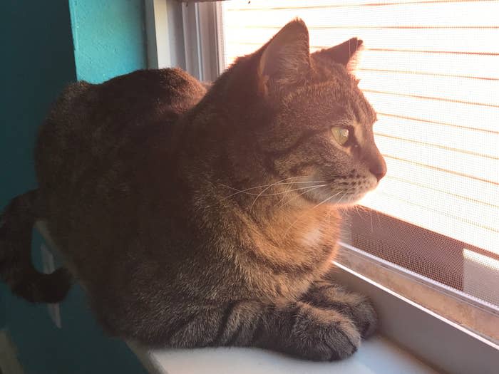 A tabby cat sits on a windowsill, gazing out through a screen