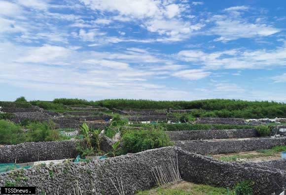 澎湖特有地方景觀、可擋強風及保護田地裡農作物的「菜宅」一景。（圖：澎管處提供）