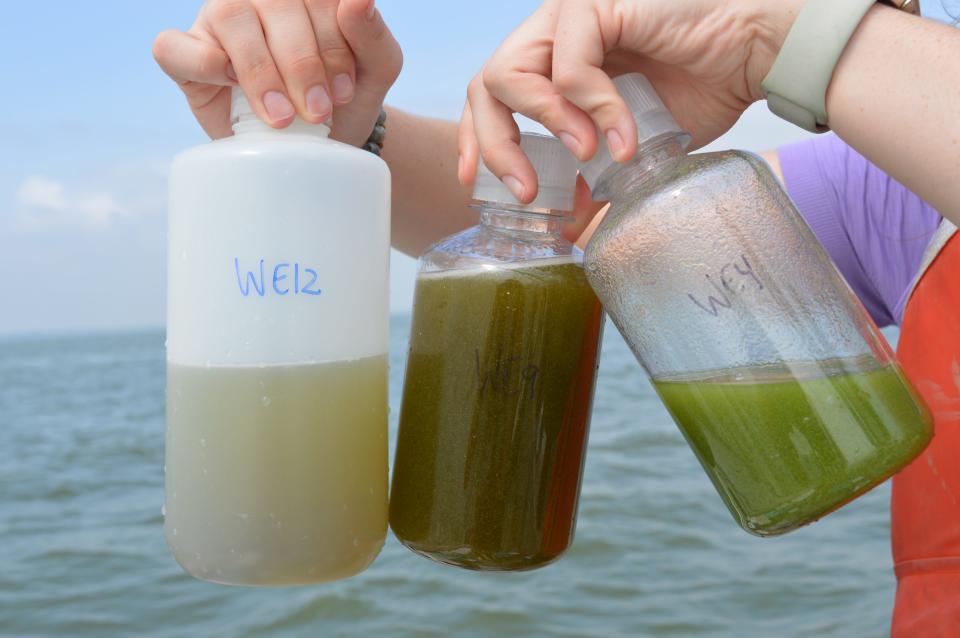 Water samples from Lake Erie’s harmful algae blooms show different shades of green. The samples were collected in September 2023 from a research cruise led by the National Oceanic and Atmospheric Administration. A team of scientists at the University of Michigan is looking for potential pharmaceutical drugs in the blooms.