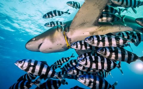 A longimanus shark with plastic tubing wrapped tightly around its neck - Credit: Jacek Dybowski/Mercury Press