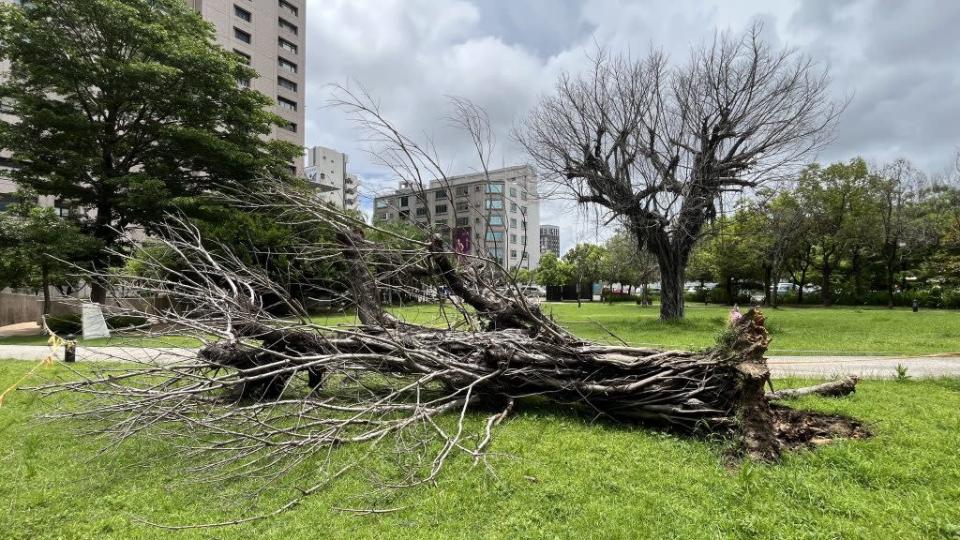 中西區和意路「廣三」廣場一棵榕樹斷根樹倒，疑似褐根病惹禍。 （記者陳治交攝）