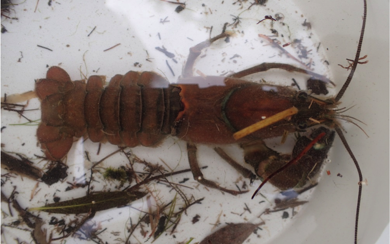 An American Signal Crayfish from the River Avon