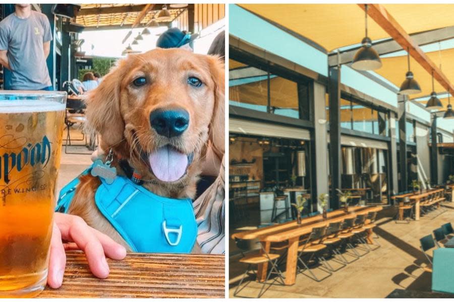 Los mejores restaurantes y cervecerías ‘pet friendly’ de San Diego