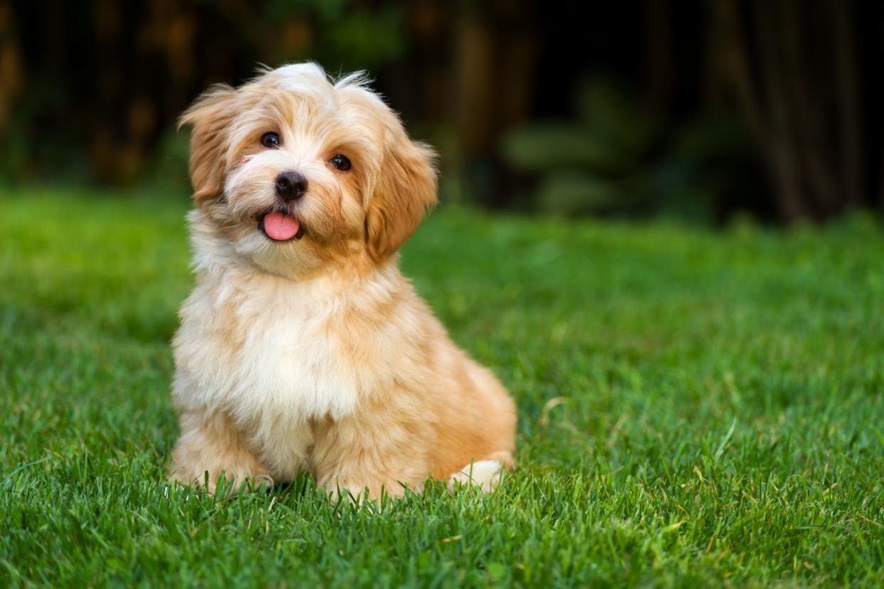 A happy Havanese dog sitting in the grass looking into the camera with a blurred background