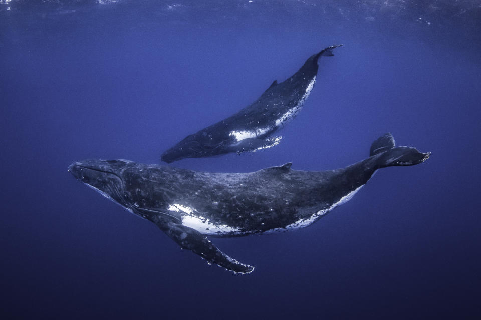 La forma de comunicación de las ballenas se ve interrumpida por los ruidos de las embarcaciones (Foto:Getty)