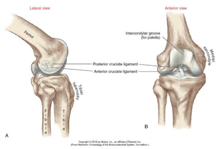 Diagram of the several anatomical structures that work to help keep the knee stable.