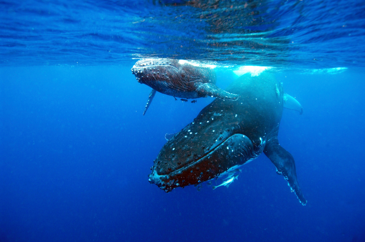  A humpback whale and calf in the ocean. 