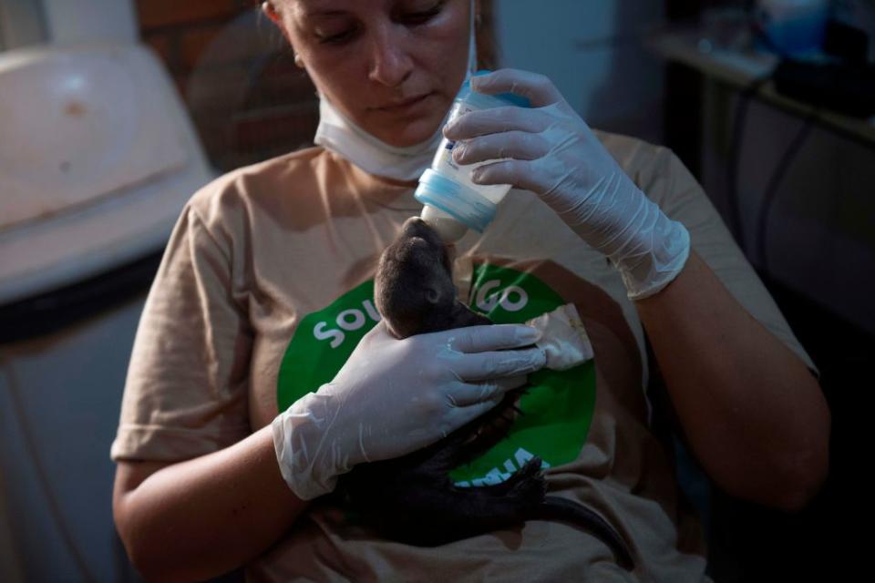 A young giant otter rescued from a blaze - getty