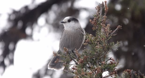 A grey jay, or Canada jay, is known for its friendly, tame manner and penchant for begging. Some naturalists are worried the hardy winter bird may be on the decline in Alberta.