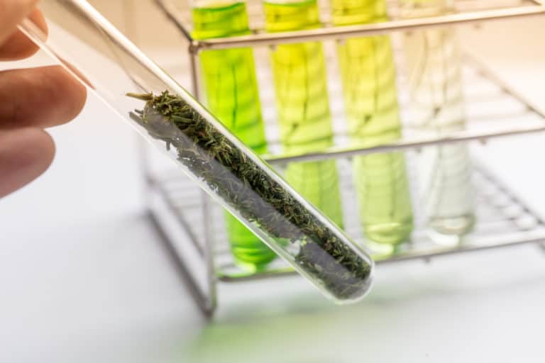 Powder of Cannabis (Drugs), Analysis of Cannabis in laboratory.