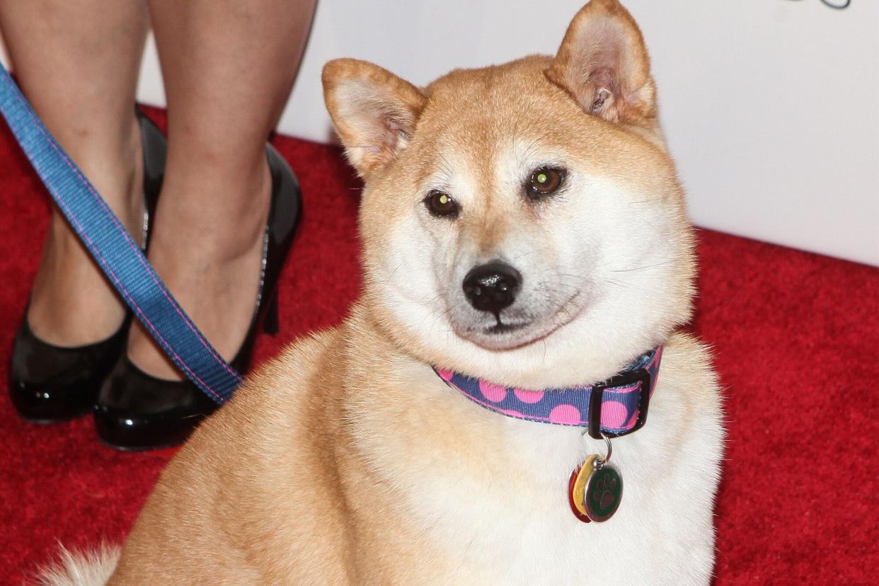 Kabosu the Doge meme dog