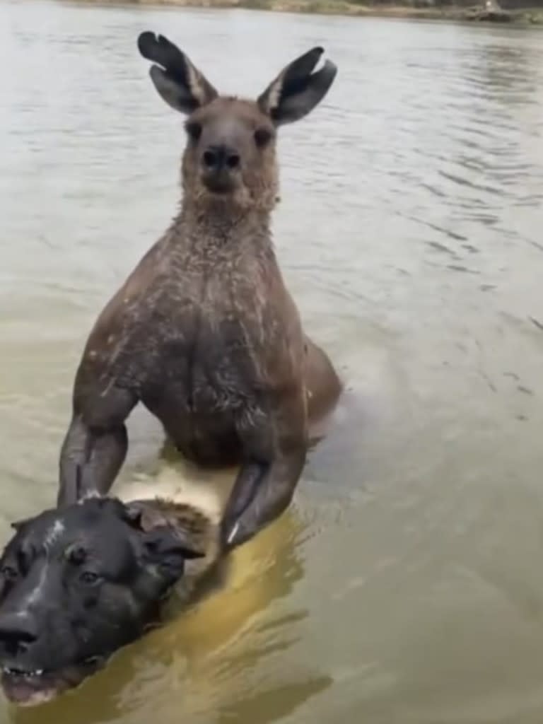 Man caught on video saving dog from being drowned by kangaroo. Picture: Tik Tok