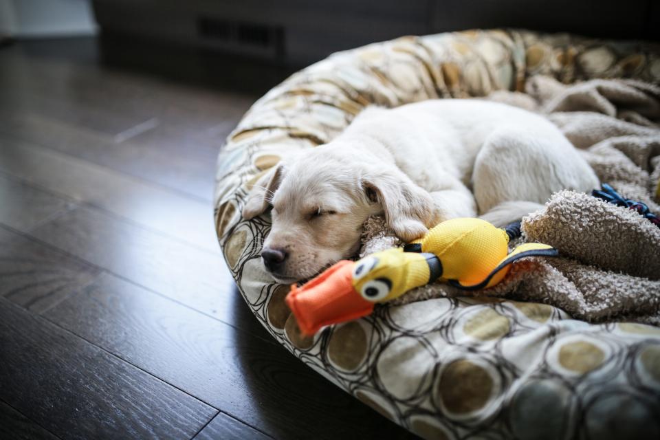 lab puppy