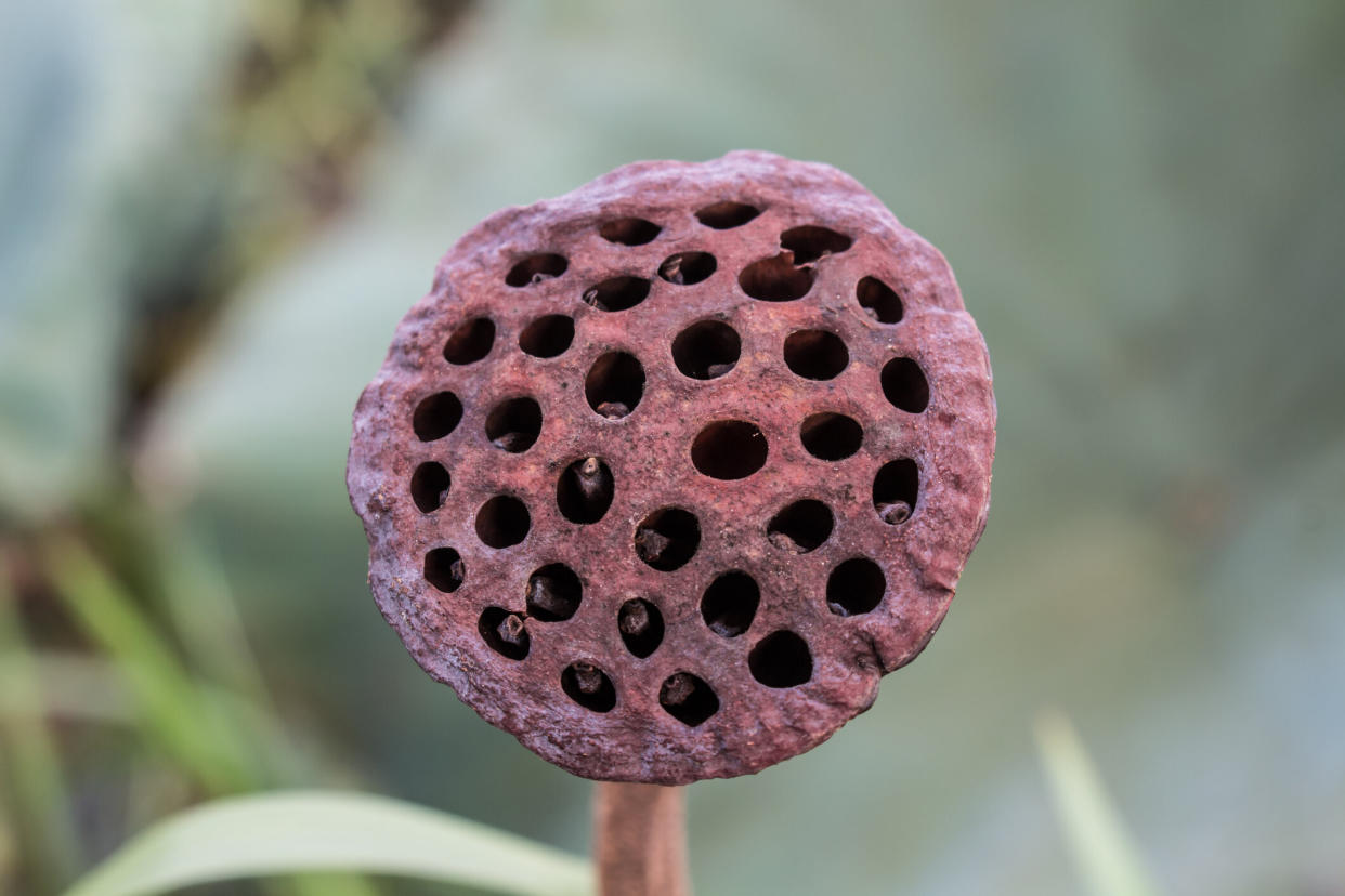 Trypophobia is a fear of small holes [Photo: Getty]