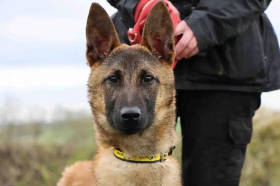 The Northern Echo: Elfie Credit: DOGS TRUST