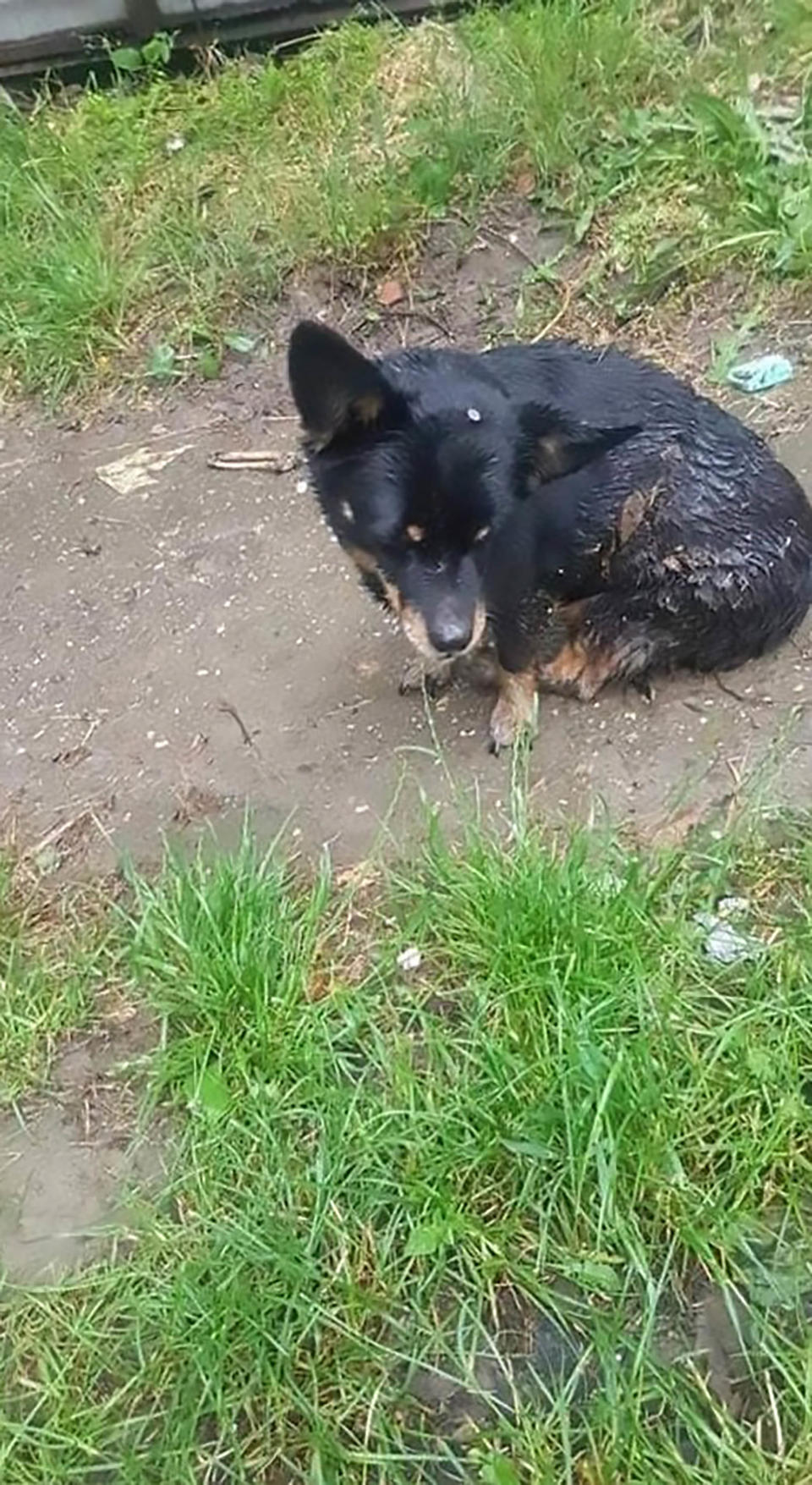 Kaja the dog with the nail lodged in her skull.