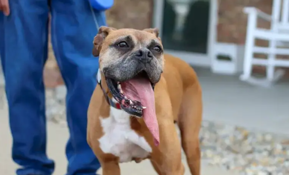Rocky, a male boxer from Bloomington, Illinois, set a Guinness World Record in June 2023 for the longest tongue on a living dog.