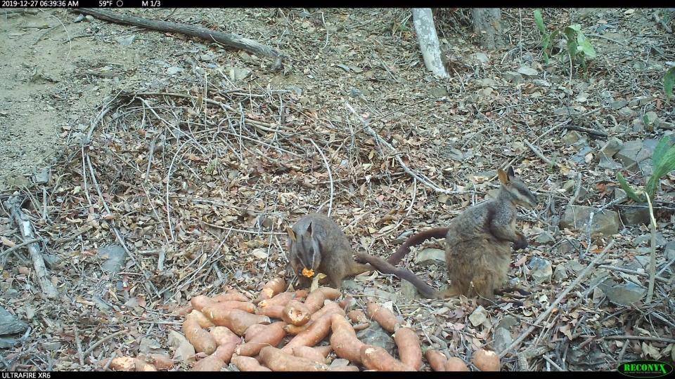 Wallabies eat sweet potato in the bush at Barrington Tops in NSW.