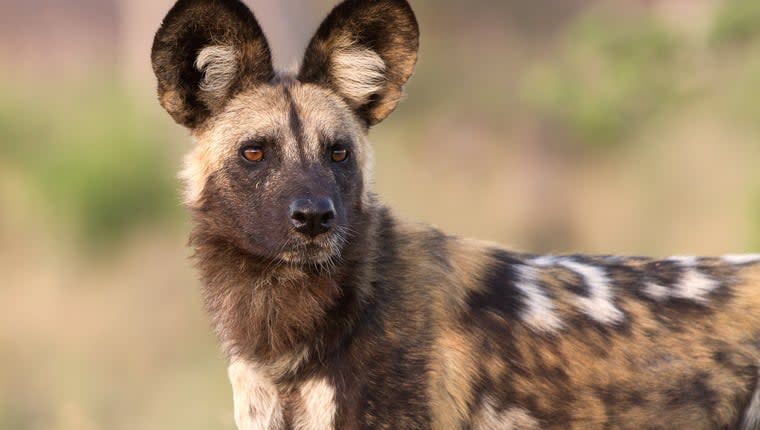 UK Zoo Welcomes Three African Wild Dogs in Breeding Bid