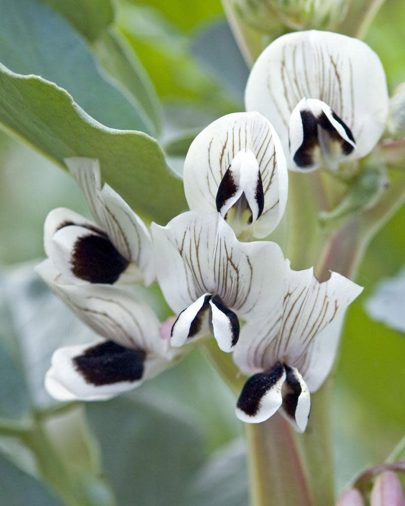 Broad bean plant flowers.