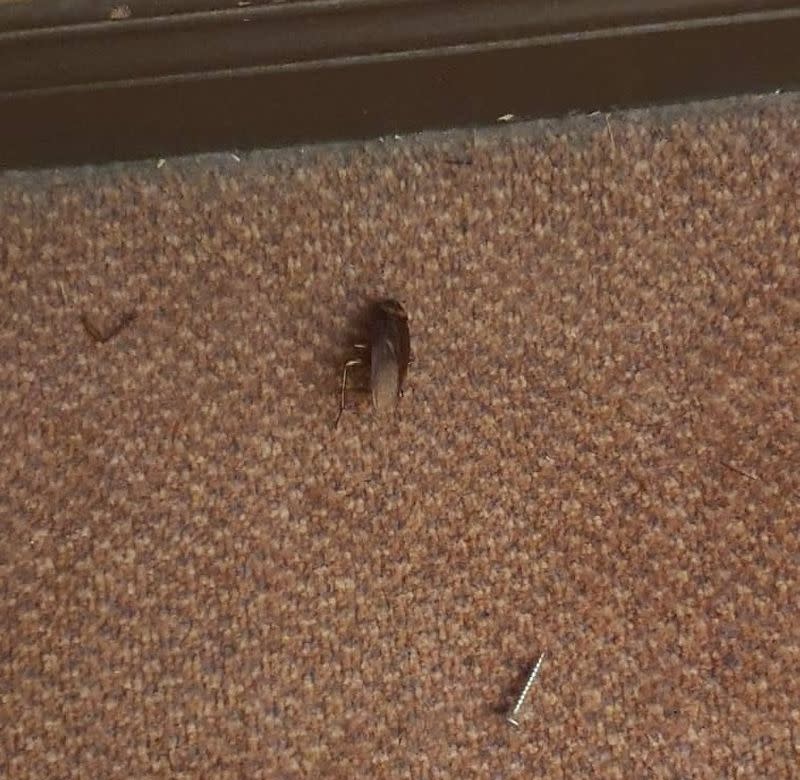 The general condition of the hotel rooms is one of neglect and filth, with pests such as cockroaches plentiful and poorly maintained amenities. — Picture courtesy of R. Sangkari