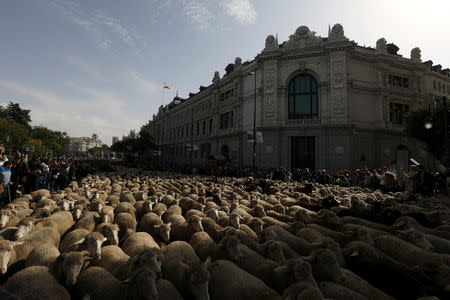 A flock of sheep walks past the Bank of Spain during the annual sheep parade through Madrid, Spain, October 21, 2018. REUTERS/Susana Vera