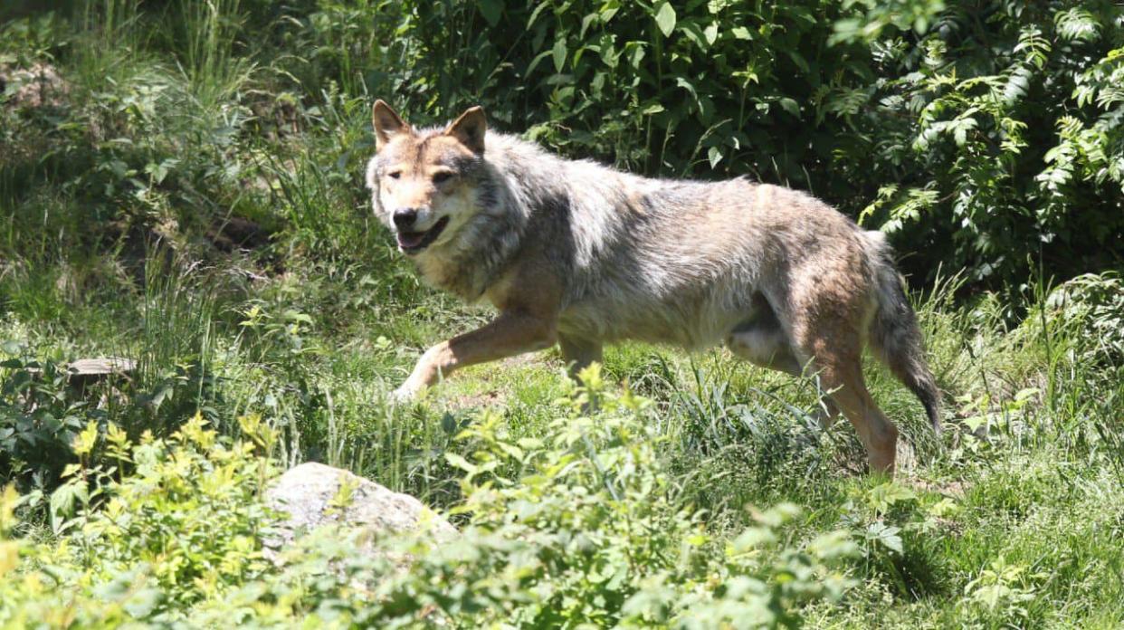 Un des trois loups échappés vendredi d'un refuge des Deux-Sèvres a été retrouvé mort mardi soir. (Photo d'illustration) - RAYMOND ROIG / AFP