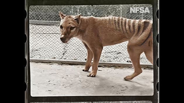 Colorized footage of Benjamin, the last-known Tasmanian tiger, or thylacine, in 1933. (Photo: National Film and Sound Archive of Australia)