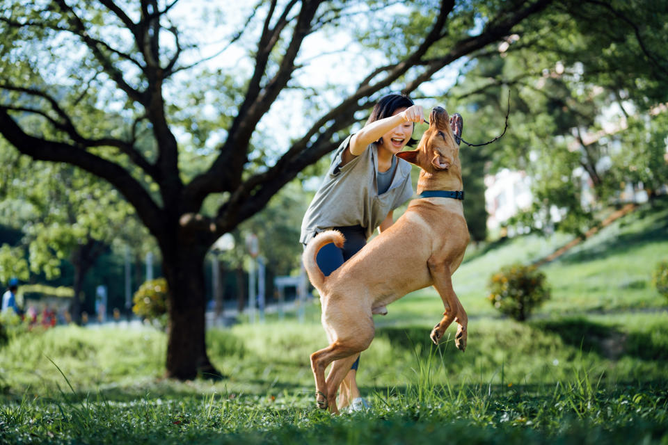 Cheerful young Asian woman playing with her pet dog, playing with a wooden stick in the park. Spending a moment and fun time with her dog. Living with a pet. Obedience and training