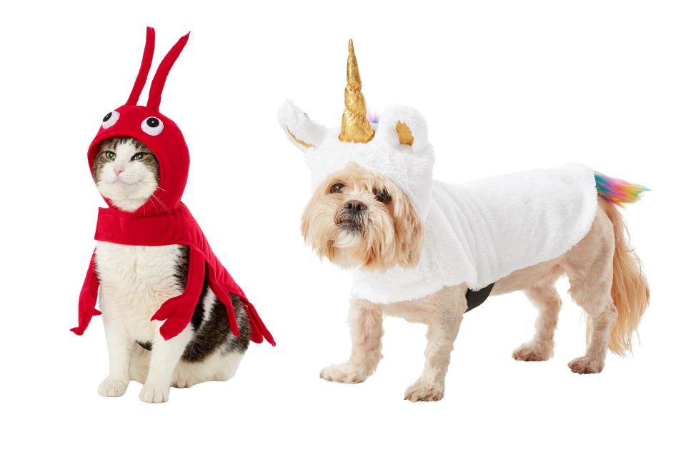 Halloween is approaching! You have a little over a month to make sure your pet is ready for the year's spookiest and sweetest holiday. Chewy has made it easy for pet parents to deck out their furry friends in head-turning Halloween looks. The online pet supply retailer just released their new cat and dog Halloween costumes for 2019. Read on to find the perfect outfit for your pet and get their Halloween shopping done right now. The best part? Almost all of these costumes are available for dogs and cats! 