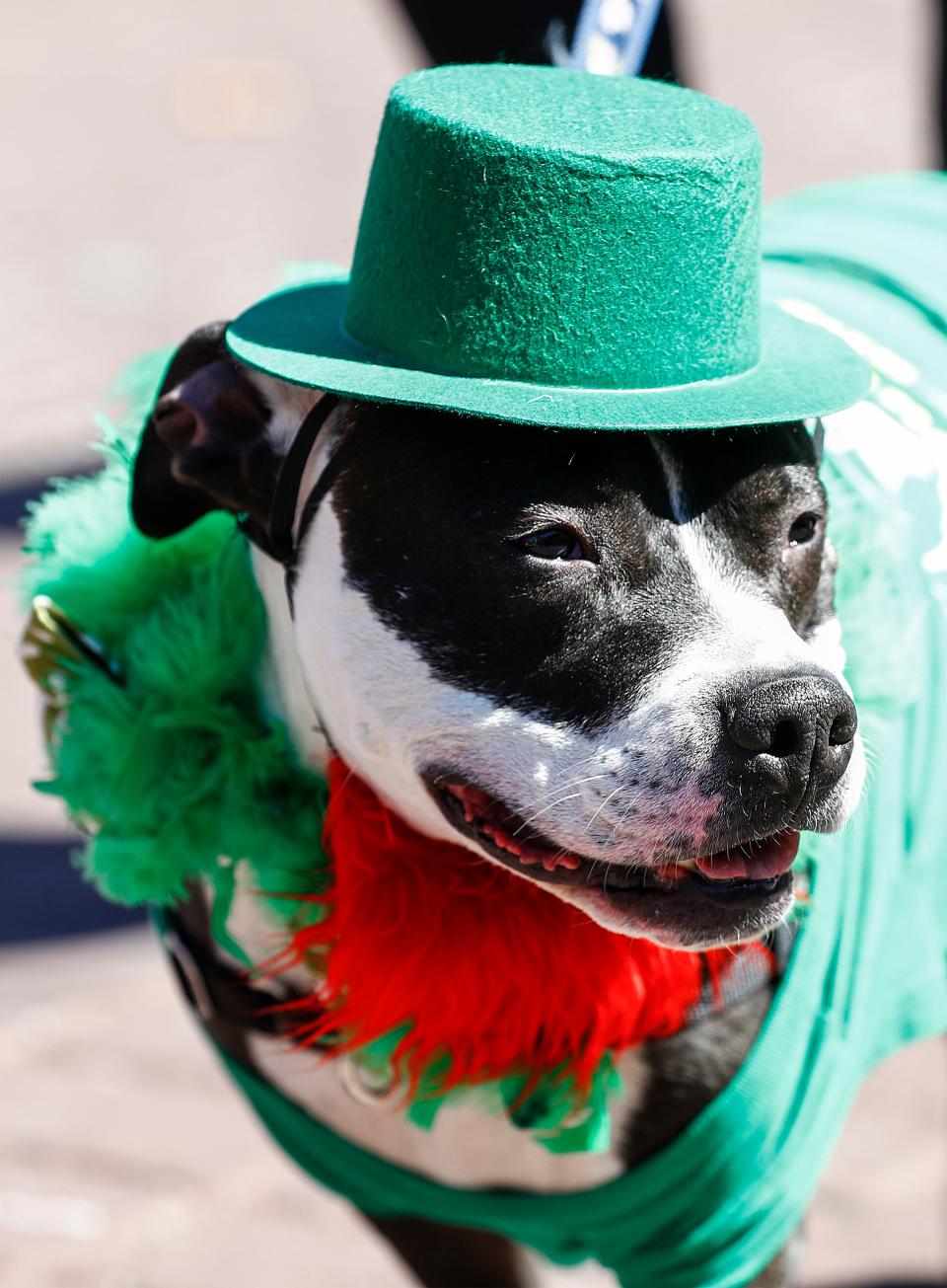 Do pooches enjoy a parade? This canine appeared to evince Irish pride when it attended the Beale Street St. Patrick's Day Parade in 2019.