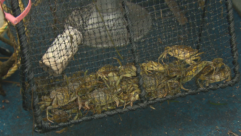 Eelgrass destined for destruction is moved up the Shediac River