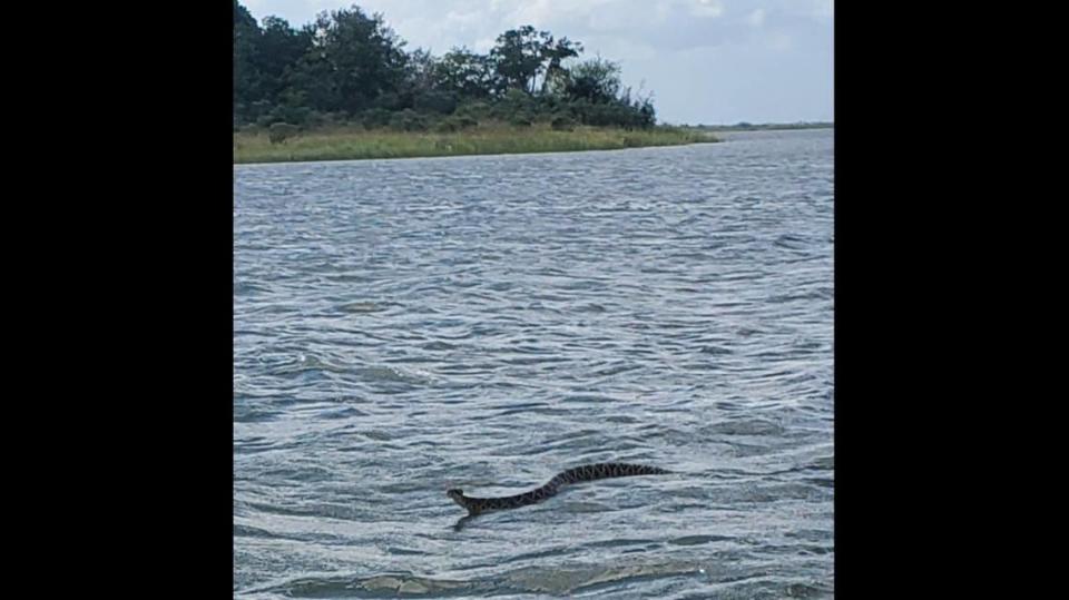 Brian Mallory snapped this photograph of an eastern diamondback rattlesnake swimming across the water near the Turtle Island Wildlife Management Area, which is located south of Daufuskie Island. Researchers say another eastern diamondback, which are capable swimmers, made it from Parris Island to Hilton Head Island where it was run over by a vehicle. That was the longest known dispersal of an eastern diamondback rattlesnake.
