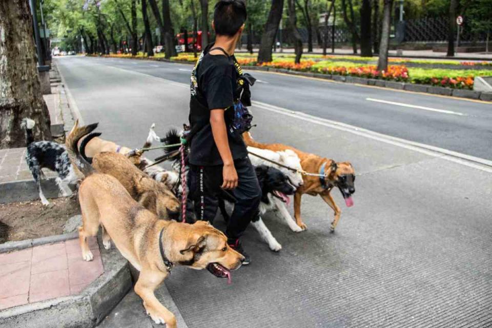 Paseador de perros en Reforma