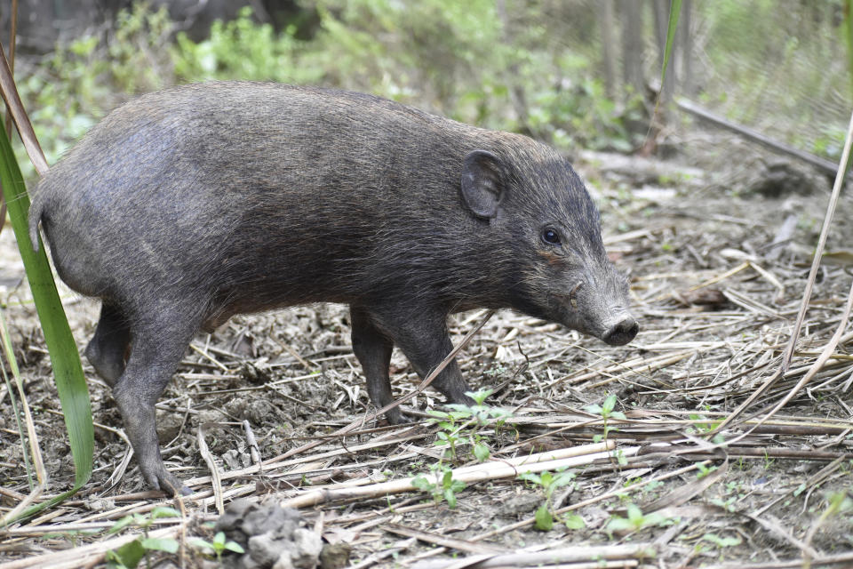 This undated photo provided by the Durrell Wildlife Conservation Trust in July 2020 shows an adult male pygmy hog in India. Pygmy hogs are among the few mammals — and the only pig — that build elaborate nests out of dried grass to live in families of four and five year around. (Parag Deka/Durrell Wildlife Conservation Trust via AP)