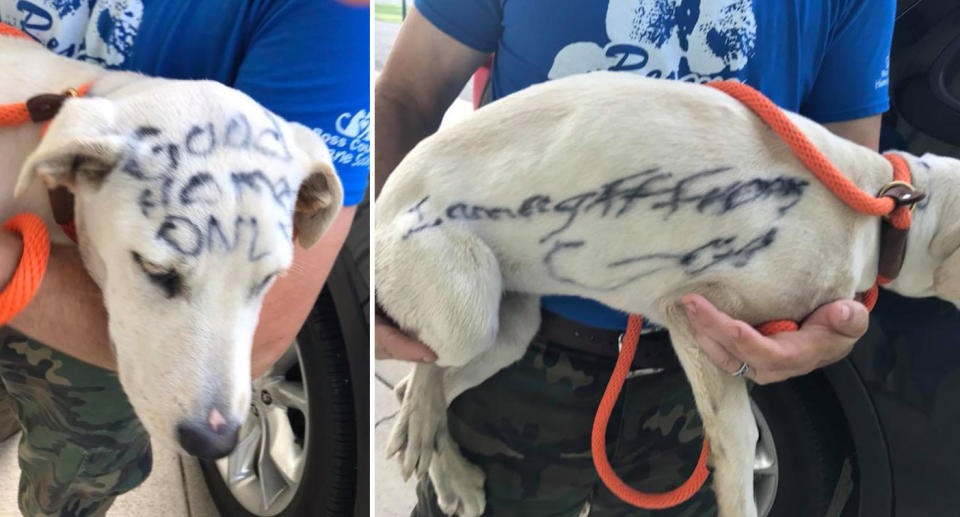 Her whole body was covered in markings, with one reading: “FREE TO GOOD HOME”. Source: Facebook/ Brittany May