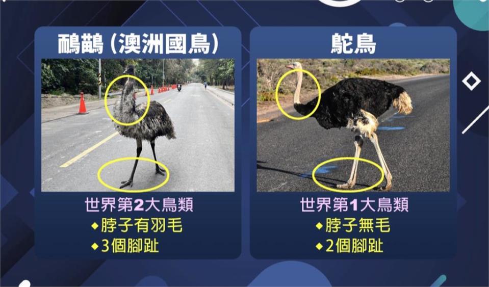 不是鴕鳥！台南漁光島「巨鳥」逛大街　　日籍市府顧問慢跑嚇一跳